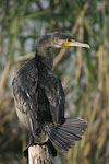 Great Cormorant   Phalacrocorax carbo