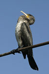 Great Cormorant   Phalacrocorax carbo