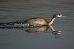 Great Crested Grebe   