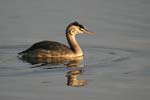 Great Crested Grebe   
