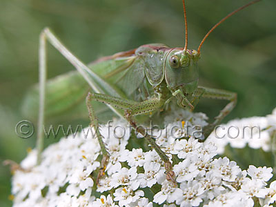     Tettigonia viridissima