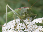 Great Green Bush-cricket   Tettigonia viridissima