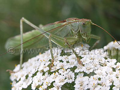     Tettigonia viridissima