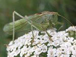 Great Green Bush-cricket   Tettigonia viridissima