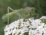     Tettigonia viridissima