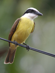 Great Kiskadee    Pitangus sulphuratus