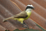 Great Kiskadee    Pitangus sulphuratus