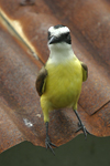 Great Kiskadee    Pitangus sulphuratus