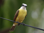 Great Kiskadee    Pitangus sulphuratus