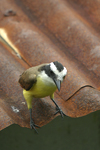 Great Kiskadee    Pitangus sulphuratus