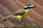 Great Kiskadee    Pitangus sulphuratus