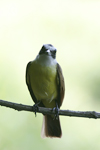 Great Kiskadee    Pitangus sulphuratus