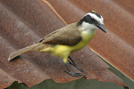 Great Kiskadee    Pitangus sulphuratus