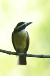 Great Kiskadee    Pitangus sulphuratus