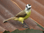 Great Kiskadee    Pitangus sulphuratus