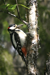 Great Spotted Woodpecker    
