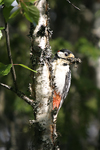 Great Spotted Woodpecker    