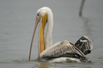 Great White Pelican    