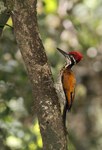 Greater Flameback    Chrysocolaptes lucidus