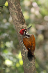 Greater Flameback    Chrysocolaptes lucidus