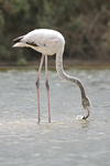Greater Flamingo   