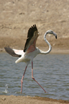 Greater Flamingo   