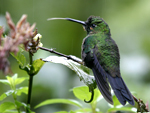 Green-crowned Brilliant    Heliodoxa jacula