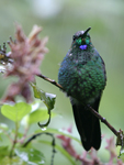 Green-crowned Brilliant    Heliodoxa jacula