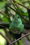 Green-crowned Brilliant    Heliodoxa jacula