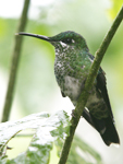 Green-crowned Brilliant    Heliodoxa jacula