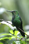 Green-crowned Brilliant    Heliodoxa jacula