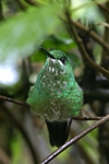 Green-crowned Brilliant    Heliodoxa jacula