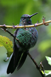 Green-crowned Brilliant    Heliodoxa jacula