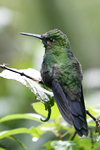 Green-crowned Brilliant    Heliodoxa jacula