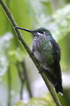 Green-crowned Brilliant    Heliodoxa jacula