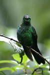 Green-crowned Brilliant    Heliodoxa jacula