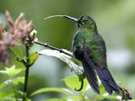 Green-crowned Brilliant    Heliodoxa jacula