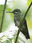 Green-crowned Brilliant    Heliodoxa jacula