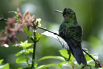 Green-crowned Brilliant    Heliodoxa jacula