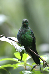 Green-crowned Brilliant    Heliodoxa jacula