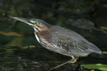 Green Heron    Butorides virescens