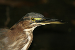 Green Heron    Butorides virescens