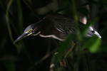 Green Heron    