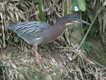 Green Heron    Butorides virescens