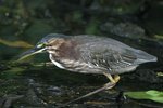 Green Heron    Butorides virescens
