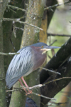 Green Heron    Butorides virescens