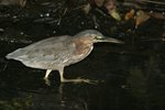 Green Heron    Butorides virescens