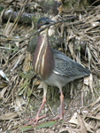 Green Heron    Butorides virescens