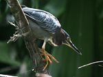 Green Heron    Butorides virescens