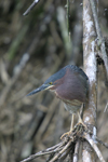 Green Heron    Butorides virescens